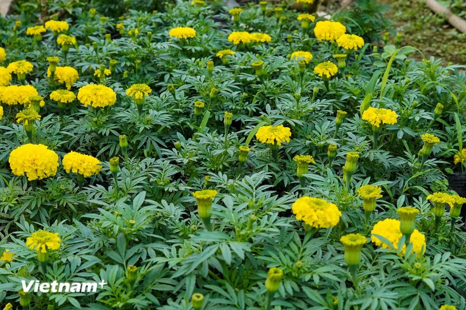 Las caléndulas también son un artículo popular en el Año Nuevo Lunar porque, según las creencias vietnamitas, esta flor trae suerte, prosperidad y longevidad a la familia. (Foto: Vietnam+)