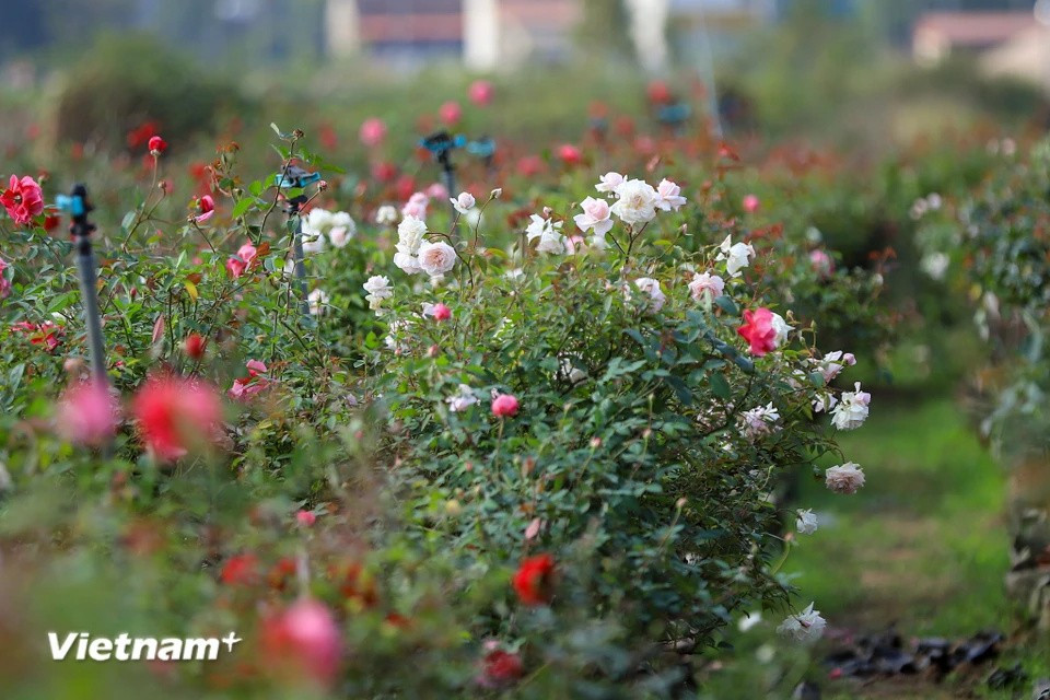 El área de cultivo de flores de Me Linh tiene más de 600 hectáreas con diversas especies como crisantemos, lirios y rosas. (Foto: Vietnam+)