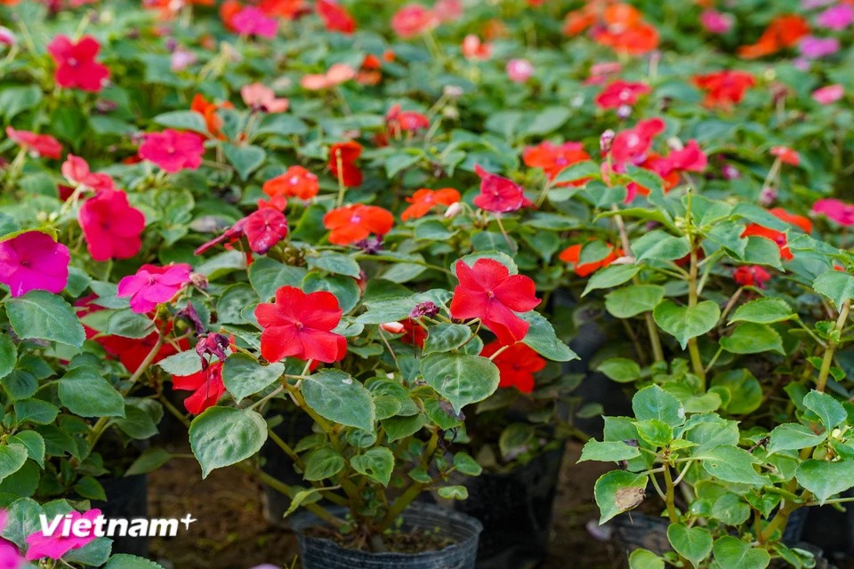 Muchos hogares cultivan “alegría del hogar” (Impatiens walleriana) en pequeñas macetas con tierra. Con un precio popular, este es un producto que "atrae clientes" cada festividad del Tet. Esta flor también significa que traerá buena suerte al propietario. (Foto: Vietnam+)