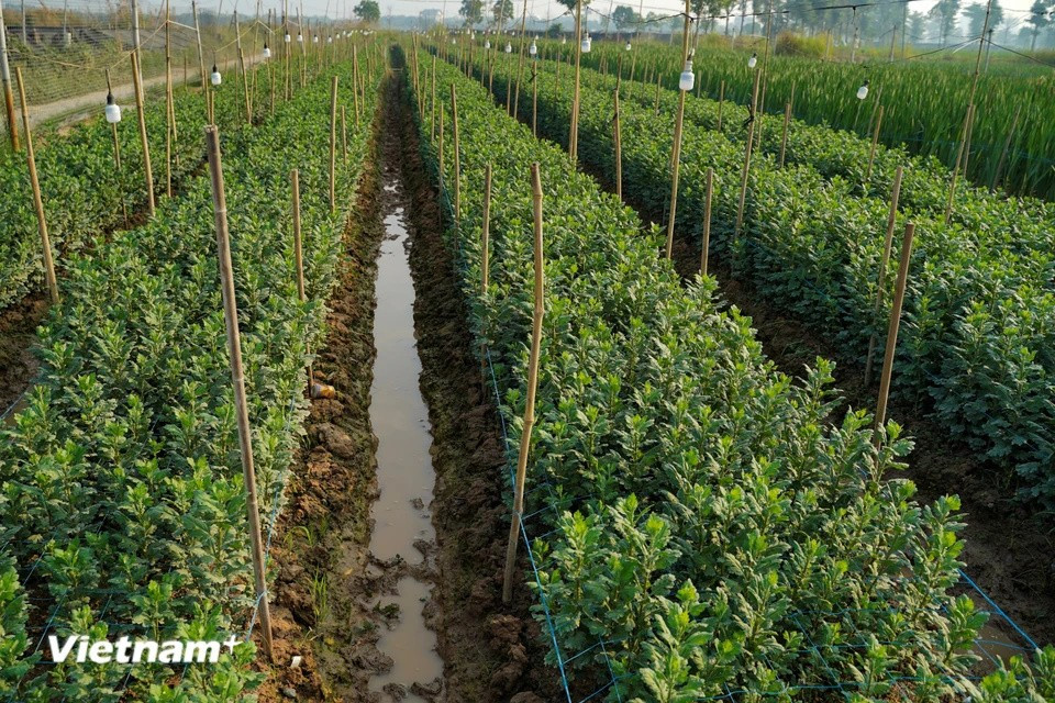 Después del tifón Yagi, muchos hogares eligieron variedades de plantas de corto plazo para cultivar; los crisantemos amarillos tienen un ciclo de cosecha de tres meses para servir al mercado en esta festividad del Tet. (Foto: Vietnam+)