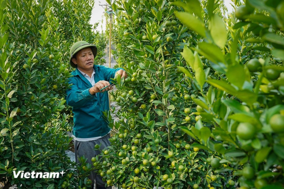 Además de especializarse en el cultivo de flores, la gente aquí también siembra árboles para el Tet como kumquats, melocotones y pomelos. (Foto: Vietnam+)