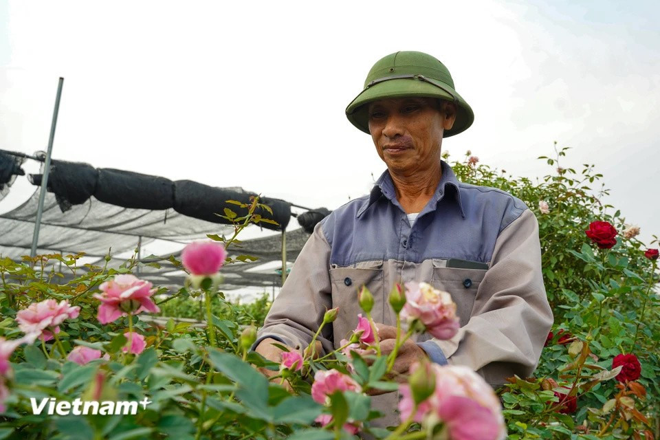 En los últimos años, muchos hogares han probado nuevas variedades de rosas siguiendo las tendencias de los gustos de los clientes. (Foto: Vietnam+)