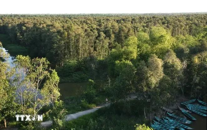 El bosque de cajeput de Gao Giong. (Fuente: VNA)