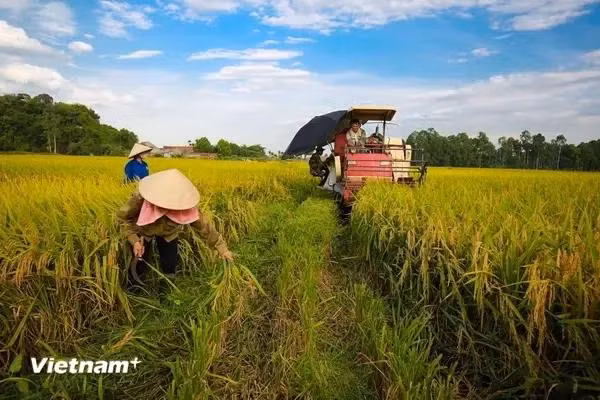 Foto ilustrativa (Fuente: Vietnamplus)