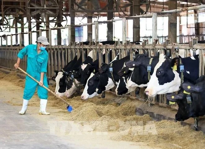 Granja de vacas lecheras de Vinamilk, en la provincia de Tay Ninh (Fuente: VNA)