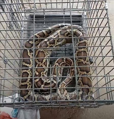 Una pitón reticulada (Fuente:VNA)