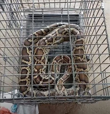 Una pitón reticulada (Fuente:VNA)