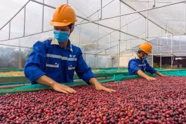 Los grupos de productos agrícolas de Vietnam tienen ventajas a la hora de exportar a Estados Unidos en particular y al mundo en general. (Foto: thanhnien.vn)