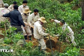 El personal de Mine Advisory Group (MAG) manipula las bombas remanantes de la guerra en la provincia vietnamita de Quang Binh. (Foto: VNA)