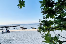Belleza de la temporada de floración en la isla de Ly Son
