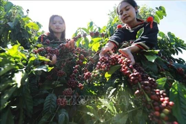 Cosecha de cafén en la provincia de Buon Ma Thuot. (Foto: VNA)