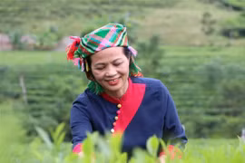  Artesana vietnamita eleva el nivel del té La Bang con una mentalidad agrícola moderna