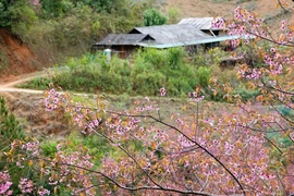 La flor To Day ilumina los paisajes de Mu Cang Chai