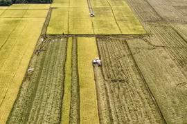 Una cosechadora cosecha arroz maduro en la ciudad de Long Xuyen, provincia de An Giang. Las exportaciones son un importante motor del crecimiento del PIB de Vietnam. (Foto: VNA)