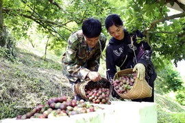 Buena cosecha de ciruelas en la provincia de Son La