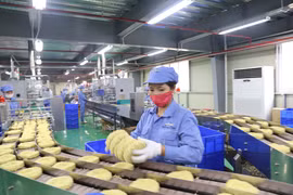 Operación de una línea de producción de fideos de alta gama en la empresa Padol Vina Company Limited. Foto: baophutho