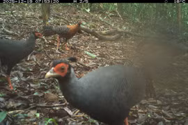 El registro de una diversidad considerable de especies a través del monitoreo no invasivo evidencia que la zona de estudio sigue conservando condiciones ecológicas propicias para la existencia de múltiples grupos de fauna forestal. (Foto: Junta de Gestión del bosque de protección paisajística del Santuario de My Son)