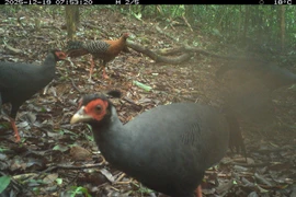 El registro de una diversidad considerable de especies a través del monitoreo no invasivo evidencia que la zona de estudio sigue conservando condiciones ecológicas propicias para la existencia de múltiples grupos de fauna forestal. (Foto: Junta de Gestión del bosque de protección paisajística del Santuario de My Son)