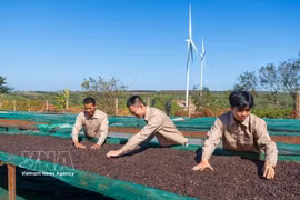 Proceso de producción de café en la empresa Café Ngon Avatar Gia Lai, que cumple los requisitos para la exportación oficial al mercado de Nueva Zelanda y a varios países europeos. Foto: VNA