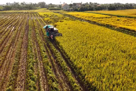 Avance espectacular de la agricultura vietnamita