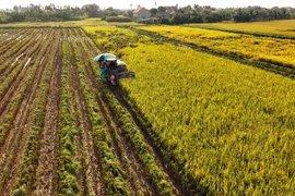 Avance espectacular de la agricultura vietnamita