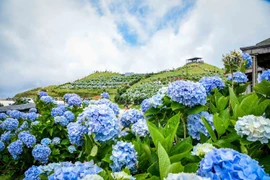 Colores radiantes de las hortensias en la cima de la montaña de Mau Son