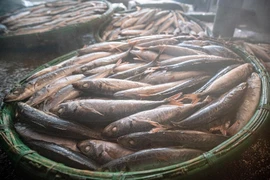 Oficio tradicional de cocer pescado al vapor en Quy Nhon