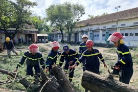 Retiran árbol caído en un escuela secundaria en la provincia de Dak Lak, (Foto: VNA)
