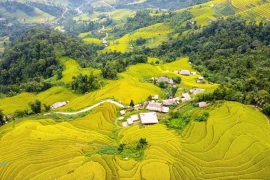 Brilla la temporada de arroz maduro al pie del monte Tay Con Linh