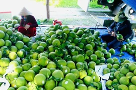 Las exportaciones de frutas y verduras en los primeros seis meses de 2025 disminuyen en comparación con 2024. (Foto: Vietnam+)