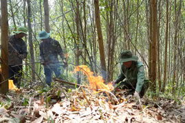 Las fuerzas realizan la labor de prevención y control de incendios forestales en la provincia de Dak Lak. (Fuente: VNA)