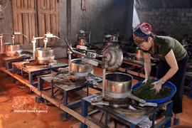 La Cooperativa de Productos Agrícolas Lien Minh, en el barrio de Vo Nhai, provincia de Thai Nguyen, ha contribuido a la generación de empleo estable para cientos de sus miembros. (Foto: VNA)