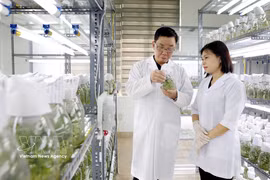 La empresa Thai Binh Seed, una de las principales compañías vietnamitas dedicadas a la producción de semillas, posee los derechos de propiedad intelectual de 30 variedades de cultivos y cuenta con tres plantas de producción certificadas con estándares internacionales. (Foto de ilustración: VNA)