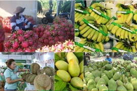 El volumen de exportaciones de frutas y hortalizas en los primeros 10 meses supera los 7 mil millones de dólares, lo que representa un aumento de aproximadamente el 14% con respecto al mismo período del año anterior. (Foto: VNA)