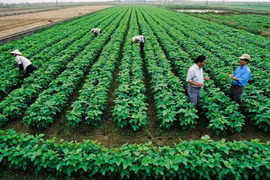 El desarrollo agrícola sostenible no puede prescindir del papel de las cooperativas. (Foto ilustrativa. Fuente: vneconomy.vn)