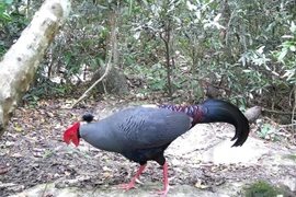 Faisán de Edwards (Lophura edwardsi) en la Reserva Natural de Ea So. Foto: VNA.