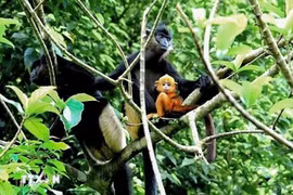 Establecen “Reserva de Especies y Hábitat del langur de Delacour de Kim Bang. (Foto: Asociación para la Conservación de la Flora y la Fauna-FFI)