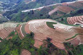 Terrazas de arroz en la temporada de riego en Bac Yen