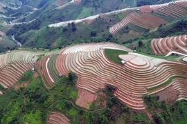 Terrazas de arroz en la temporada de riego en Bac Yen
