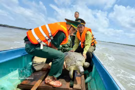 Liberan a la tortuga al mar. (Foto: VNA)