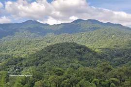 Invertir en bosques equivale a invertir en el futuro. (Foto: VNA)