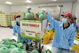 Embalaje de pomelo vietnamita para la exportación (Fuente: VNA)