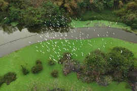 Thung Nham, paraíso de aves dentro del Patrimonio Mundial de Trang An
