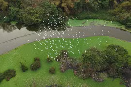 Thung Nham, paraíso de aves dentro del Patrimonio Mundial de Trang An