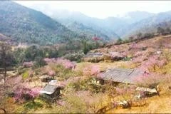 Las colinas de Mu Cang Chai brillan con flores de durazno