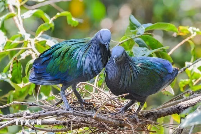 Aparecen palomas de Nicobar en el Parque Nacional de Con Dao.