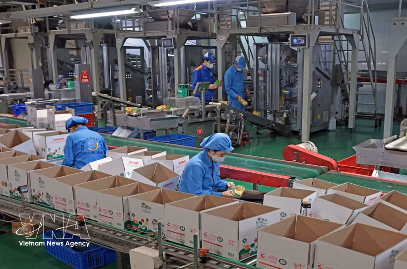 La empresa Long Hai, ubicada en el Clúster Industrial 1, barrio de Thach Khoi, ciudad de Hai Phong, produce cada año cientos de toneladas de productos destinados al consumo nacional y a la exportación. Foto: VNA