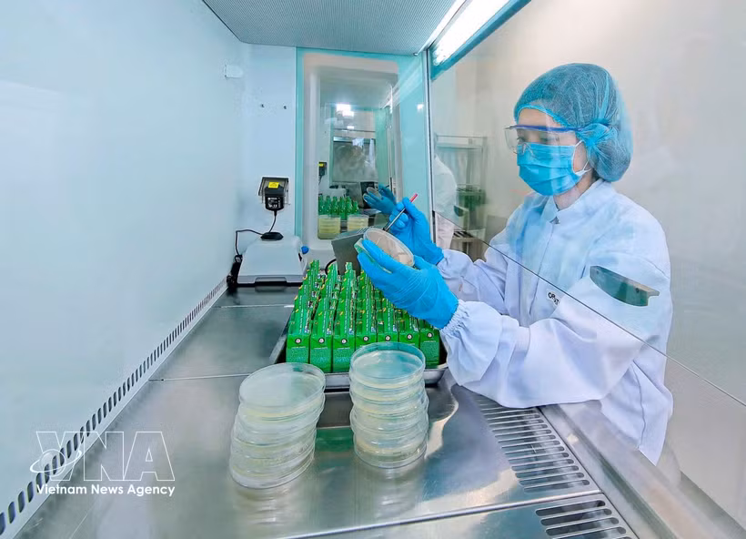 La fábrica de Nestlé en Bong Sen (Hung Yen) aplica tecnología digital en la producción ecológica. Foto: VNA