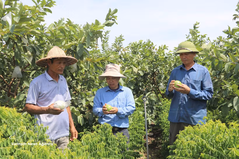 Los productos agrícolas de la comuna de Khanh Trung, provincia de Ninh Binh, certificados por el programa OCOP, contribuyen a aumentar los ingresos y consolidar la marca local. Foto: VNA