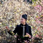 Impresionantes ciruelos floreciendo en la provincia de Son La